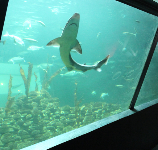 Nordsø Akvariet - Flot, sjovt akvarie med 70+ forskellige arter